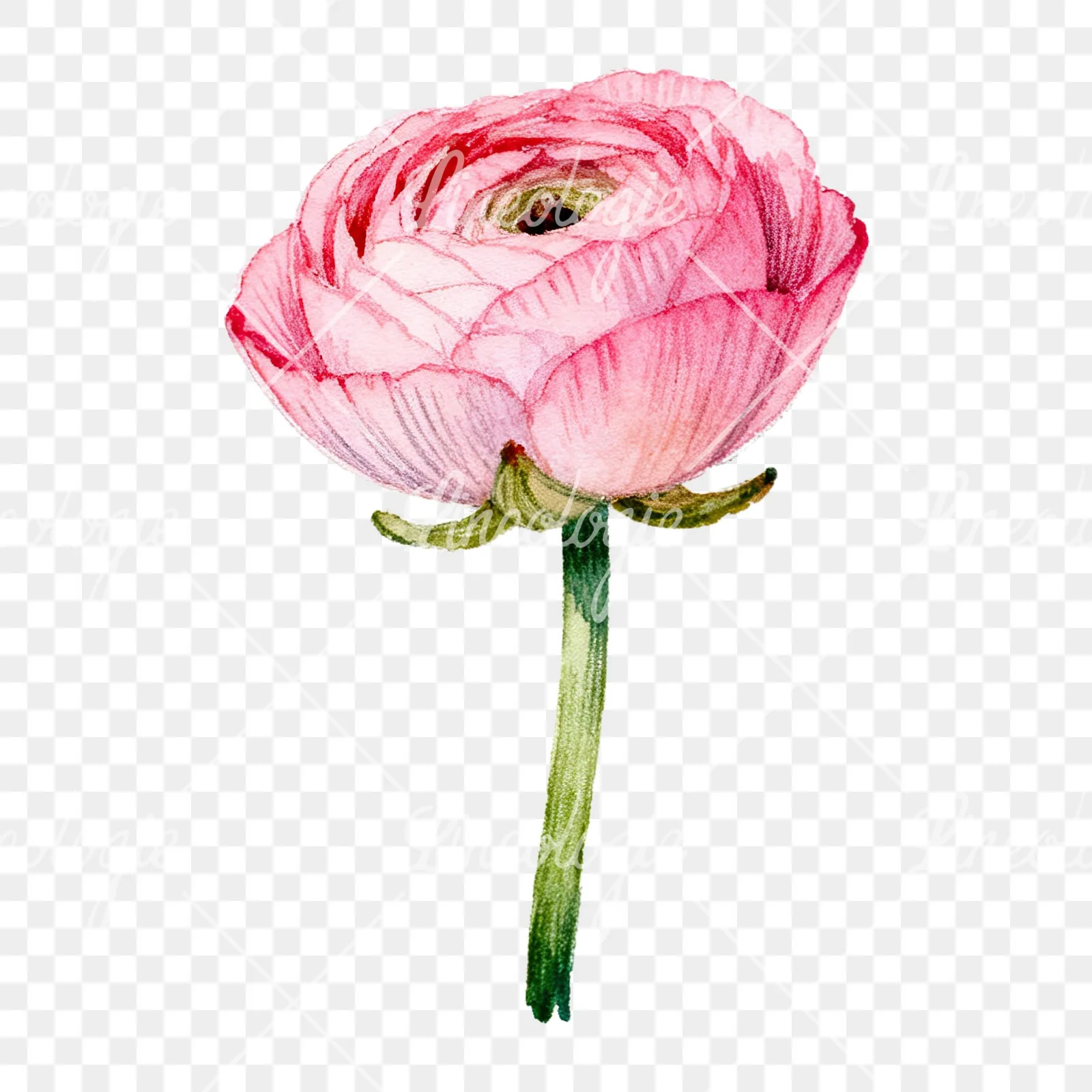 Watercolor pink ranunculus flower clipart 4 of 9 on a transparent background (PNG)