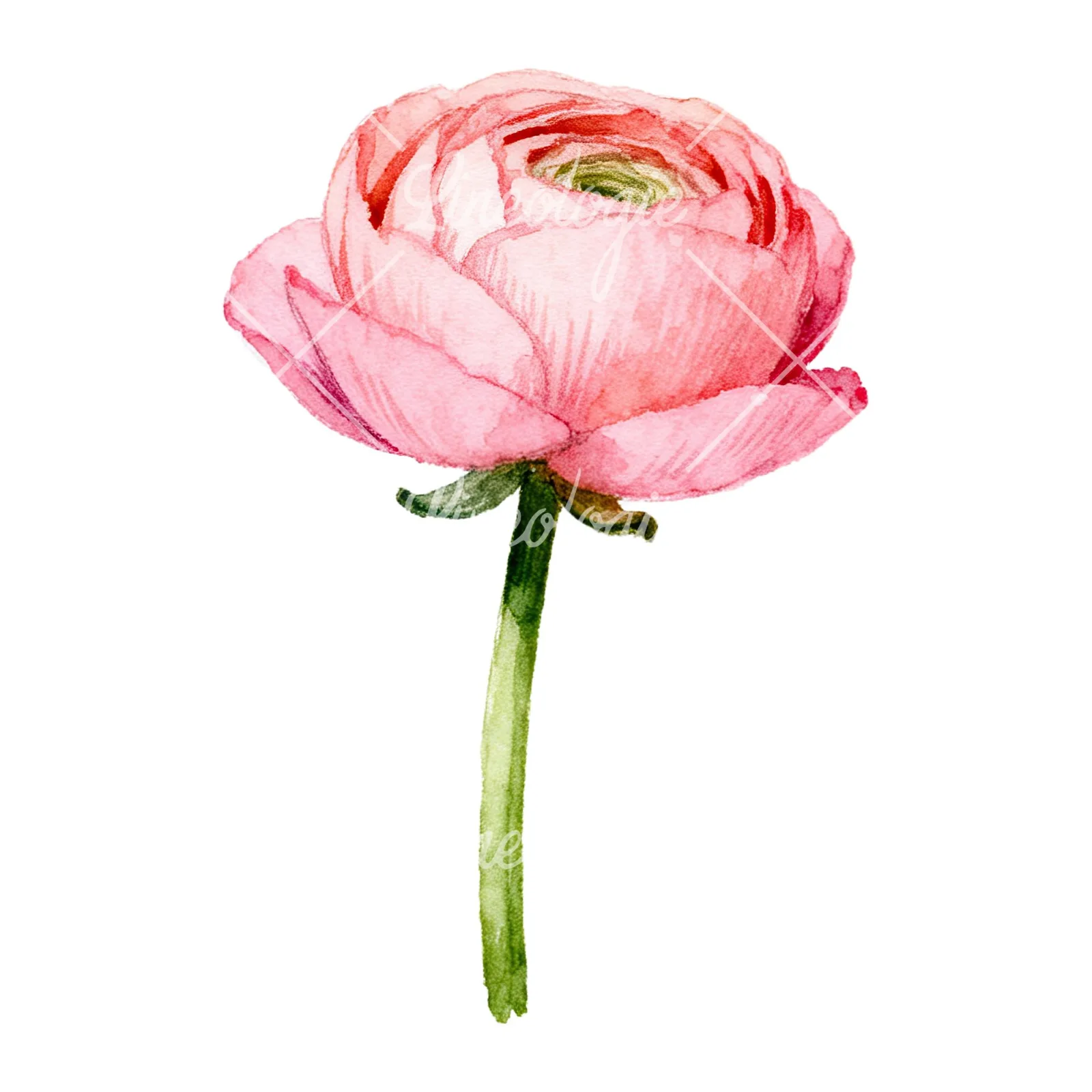 Watercolor pink ranunculus flower clipart 5 of 9 on a white background (JPG)