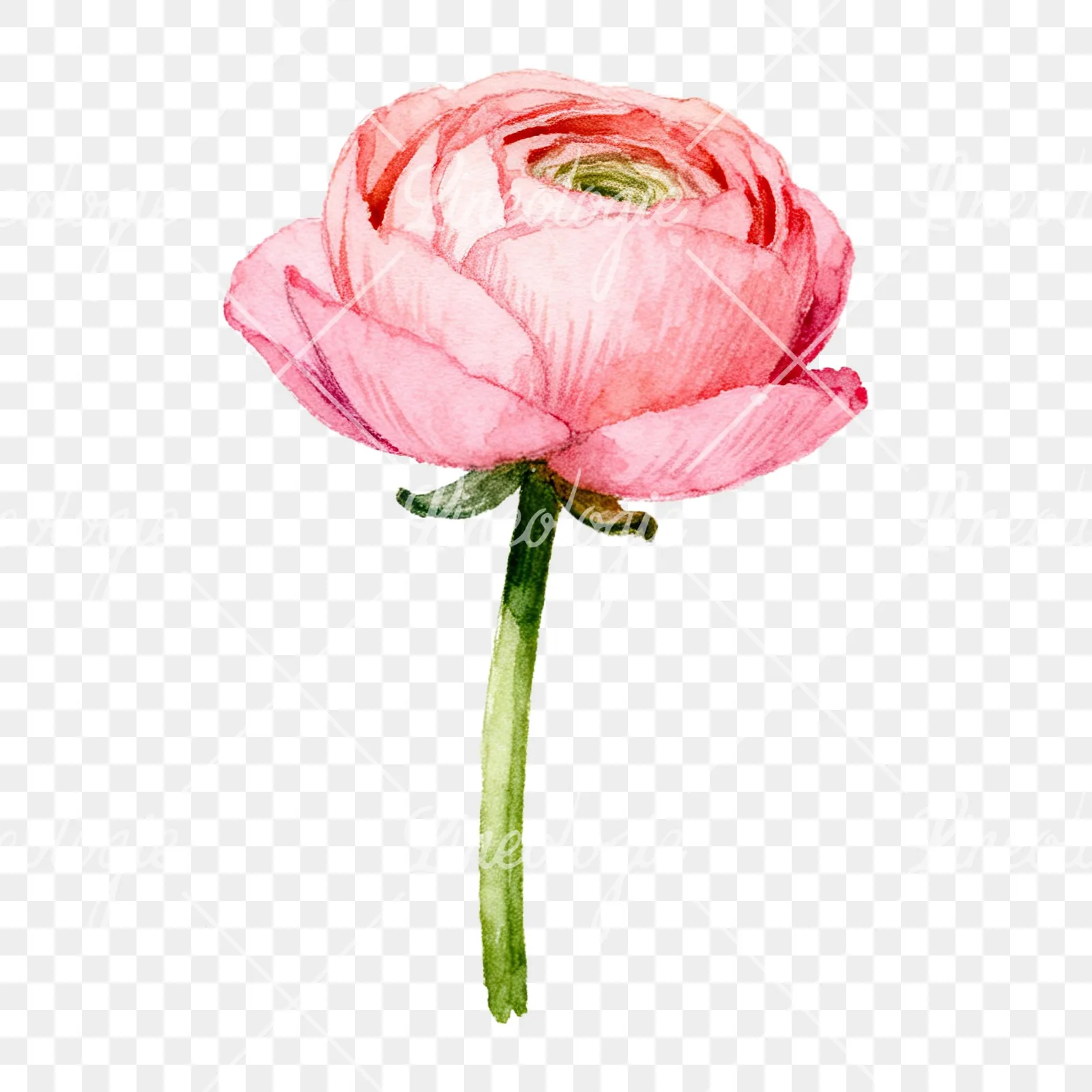 Watercolor pink ranunculus flower clipart 5 of 9 on a transparent background (PNG)