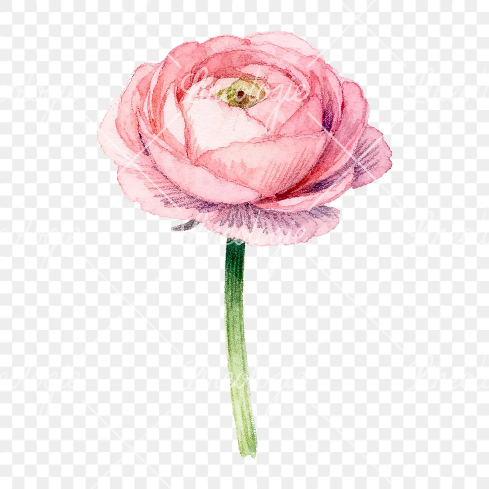 Watercolor pink ranunculus flower clipart 6 of 9 on a transparent background (PNG)