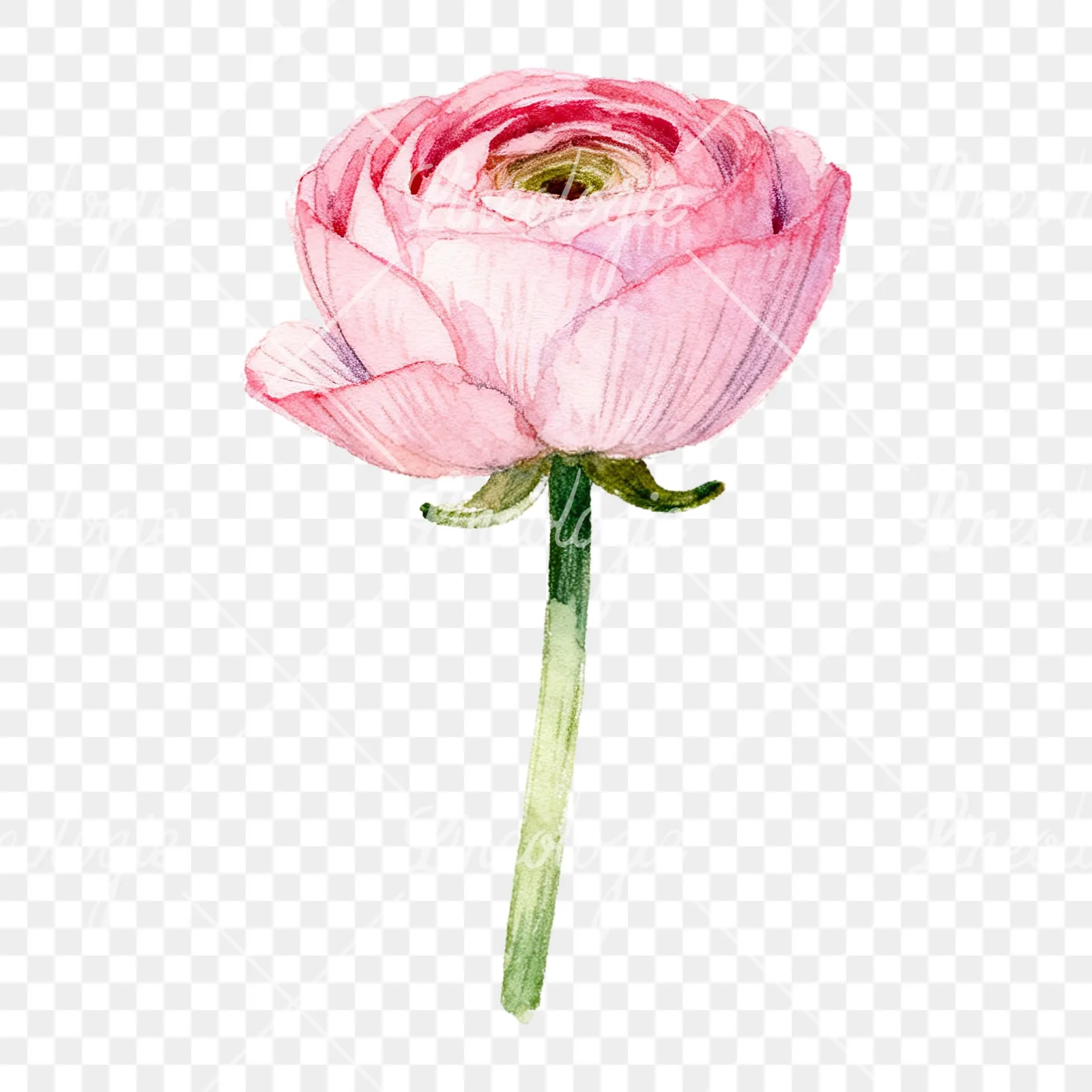 Watercolor pink ranunculus flower clipart 7 of 9 on a transparent background (PNG)