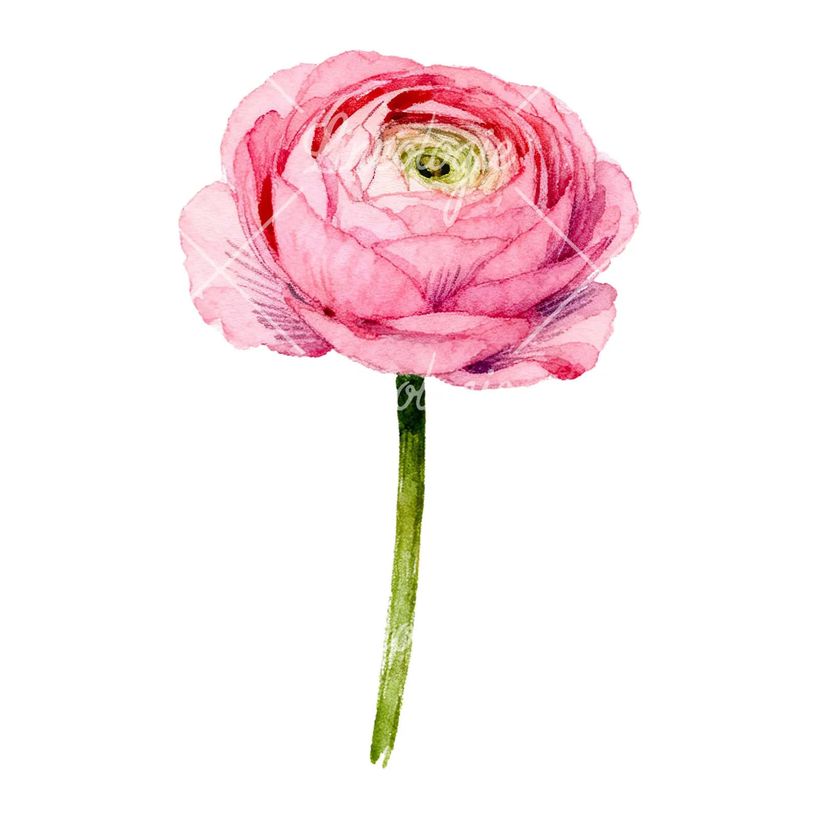 Watercolor pink ranunculus flower clipart 8 of 9 on a white background (JPG)
