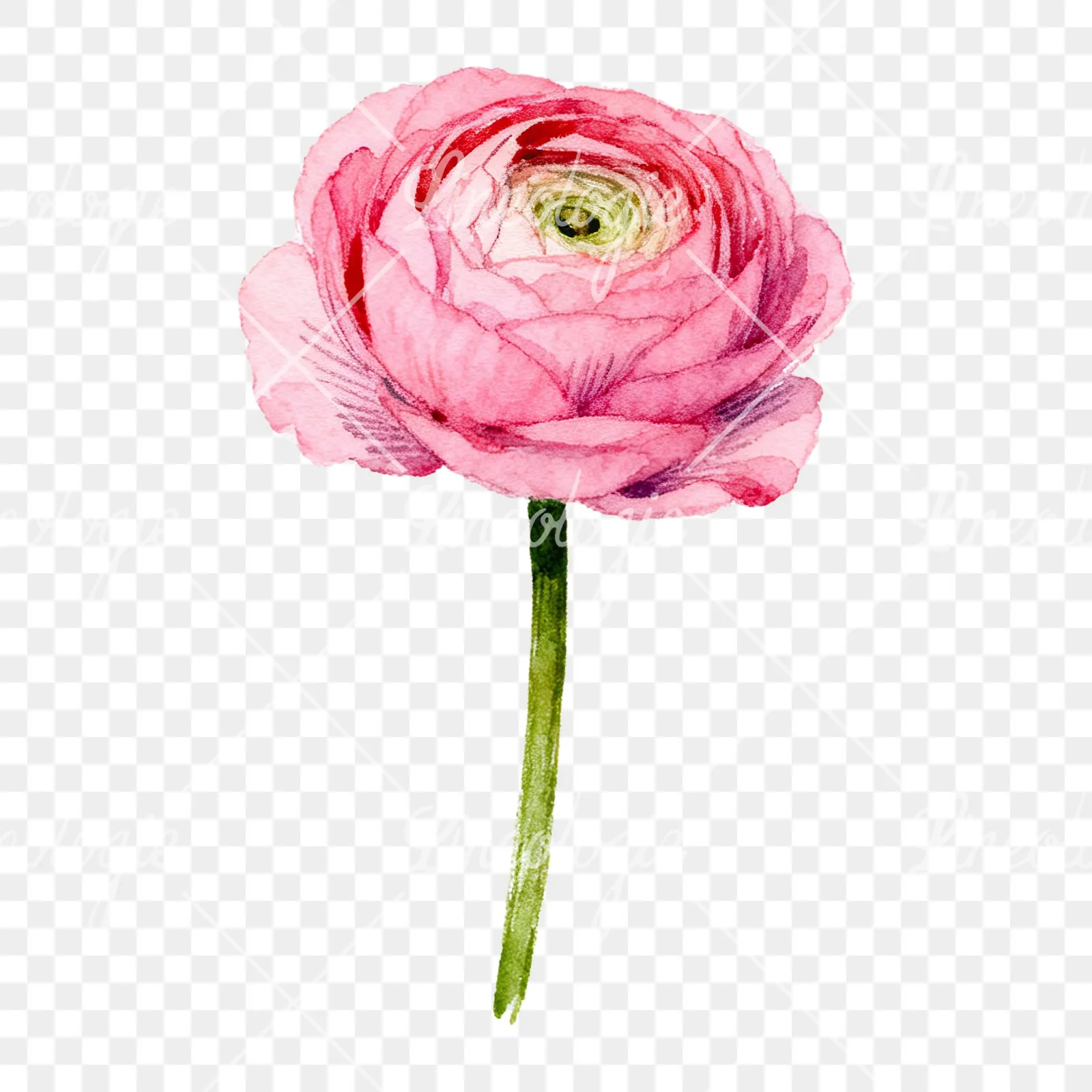 Watercolor pink ranunculus flower clipart 8 of 9 on a transparent background (PNG)