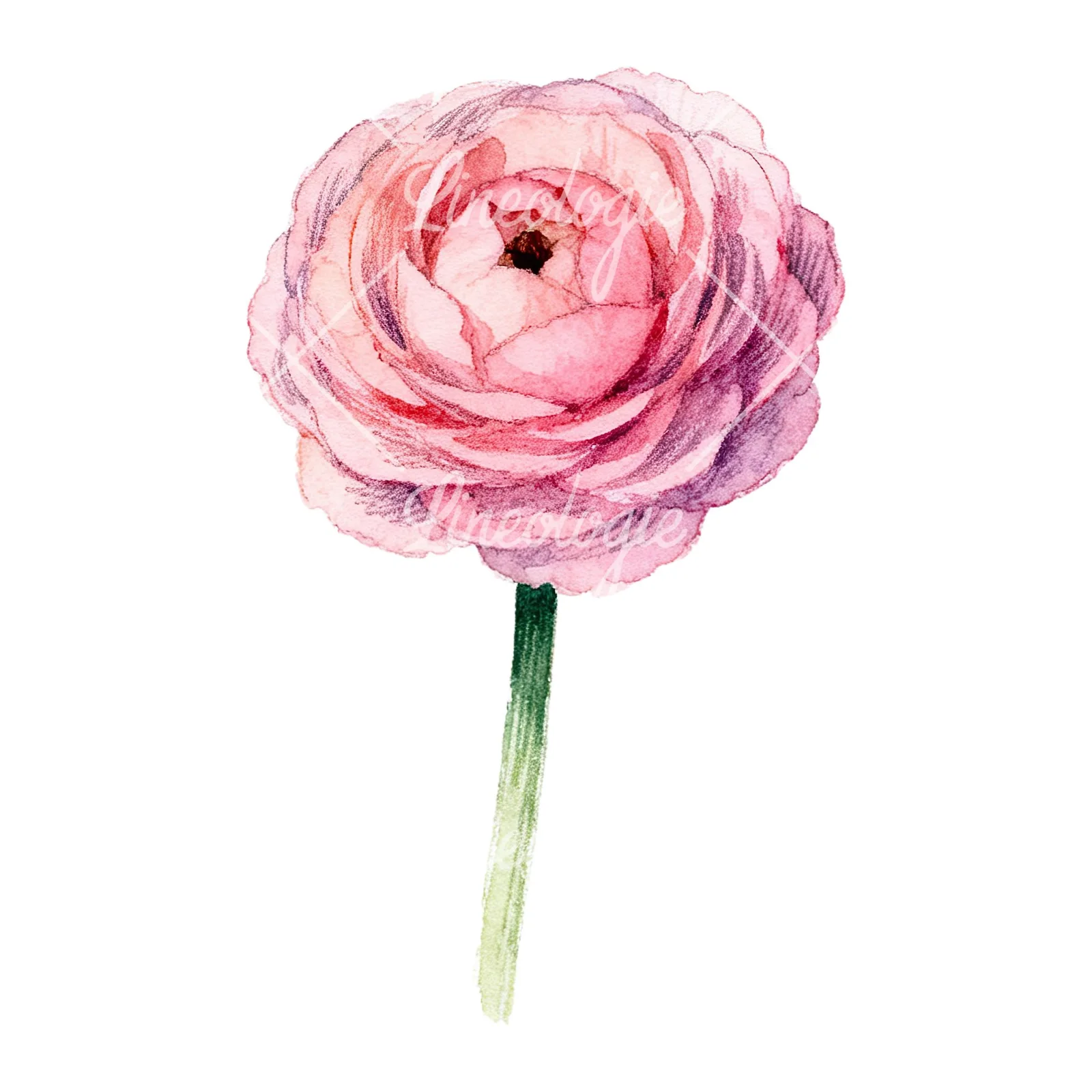 Watercolor pink ranunculus flower clipart 9 of 9 on a white background (JPG)