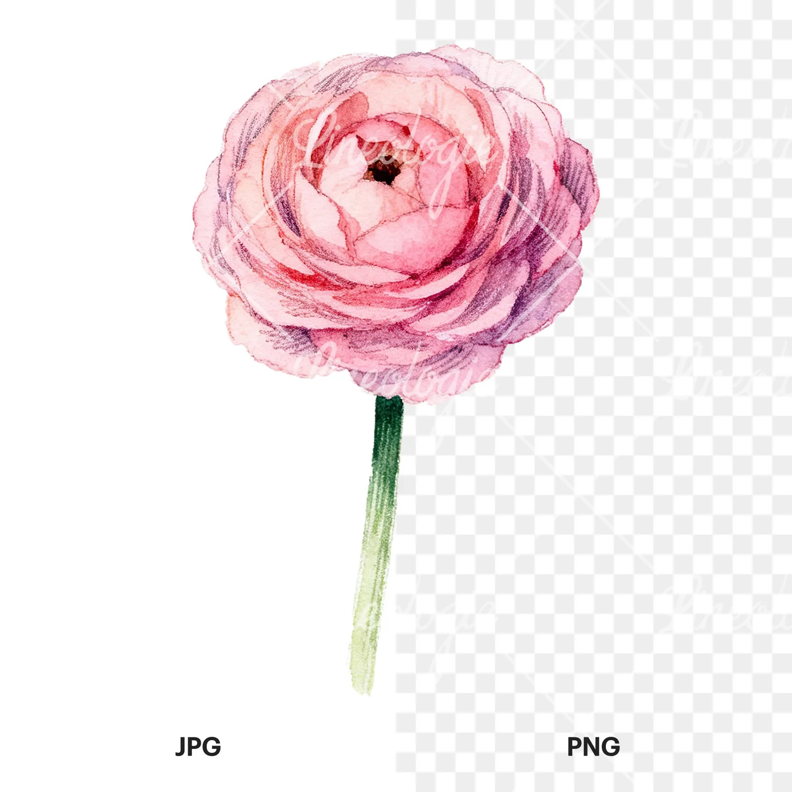 Watercolor pink ranunculus flower clipart 9 of 9, as a JPG on white and a transparent PNG