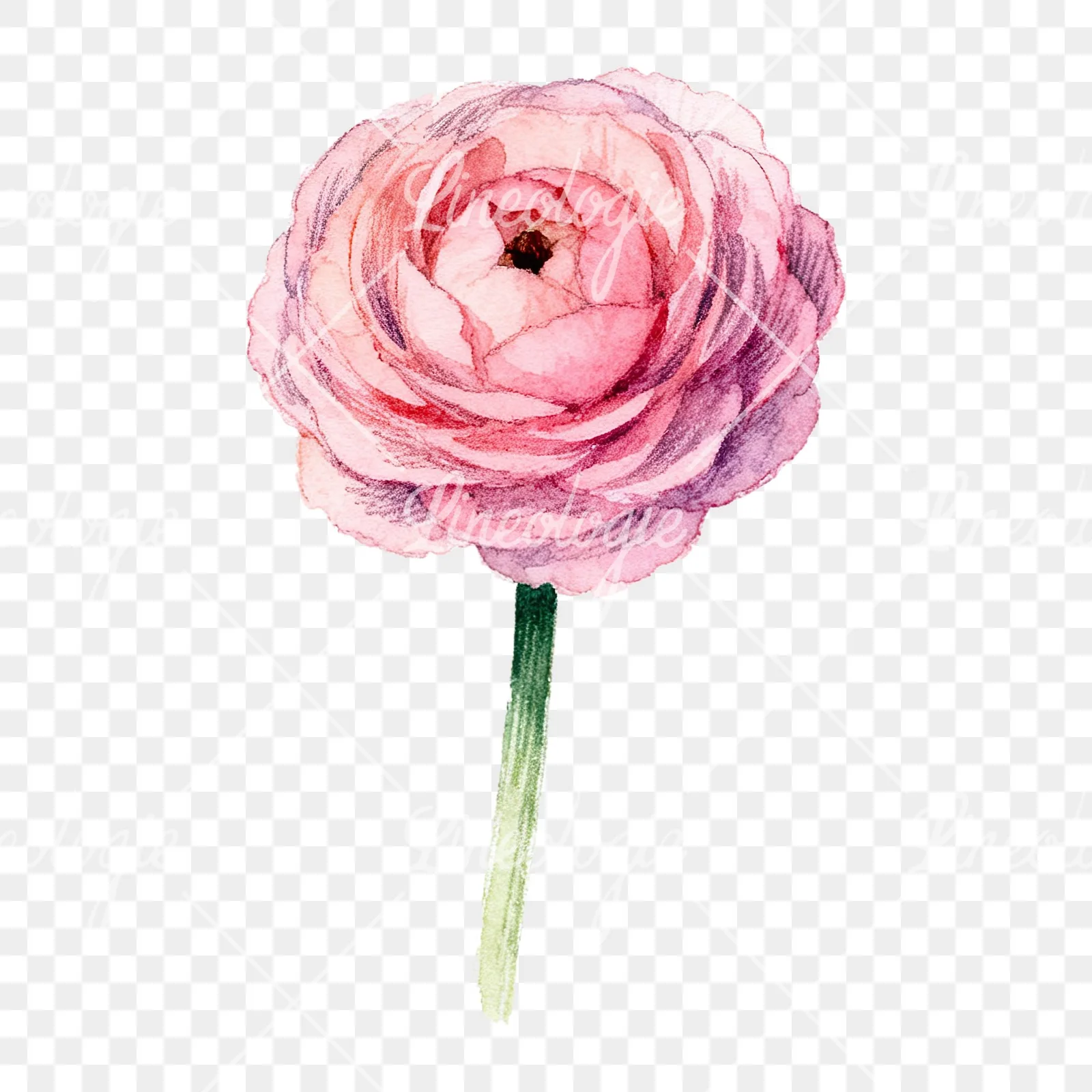 Watercolor pink ranunculus flower clipart 9 of 9 on a transparent background (PNG)