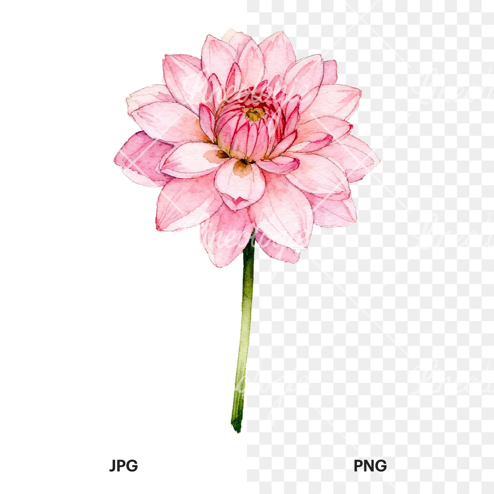 Watercolor pink white dahlia clipart 1 of 9, as a JPG on white and a transparent PNG