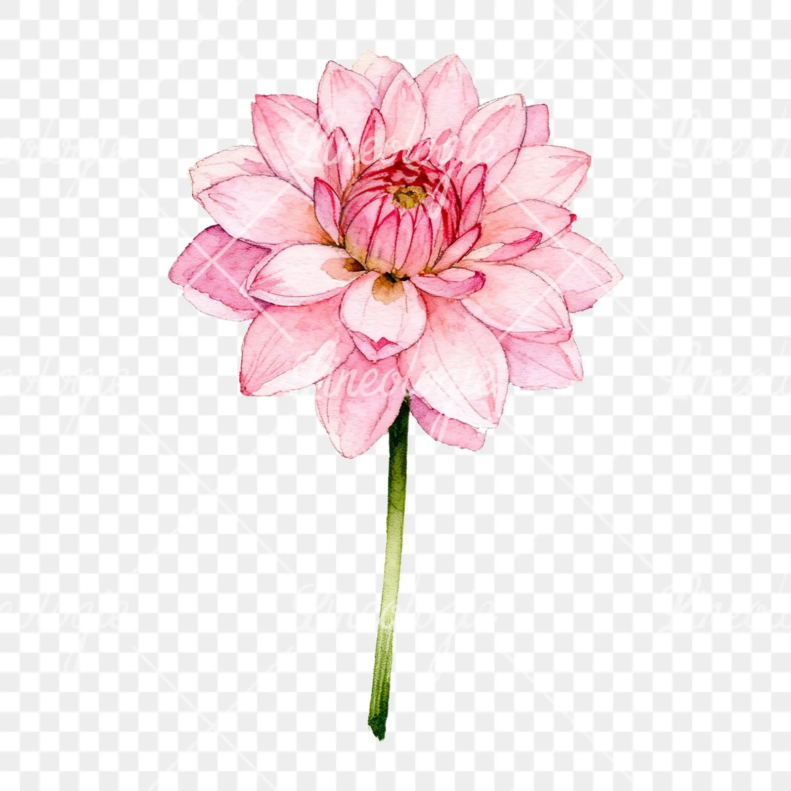 Watercolor pink white dahlia clipart 1 of 9 on a transparent background (PNG)