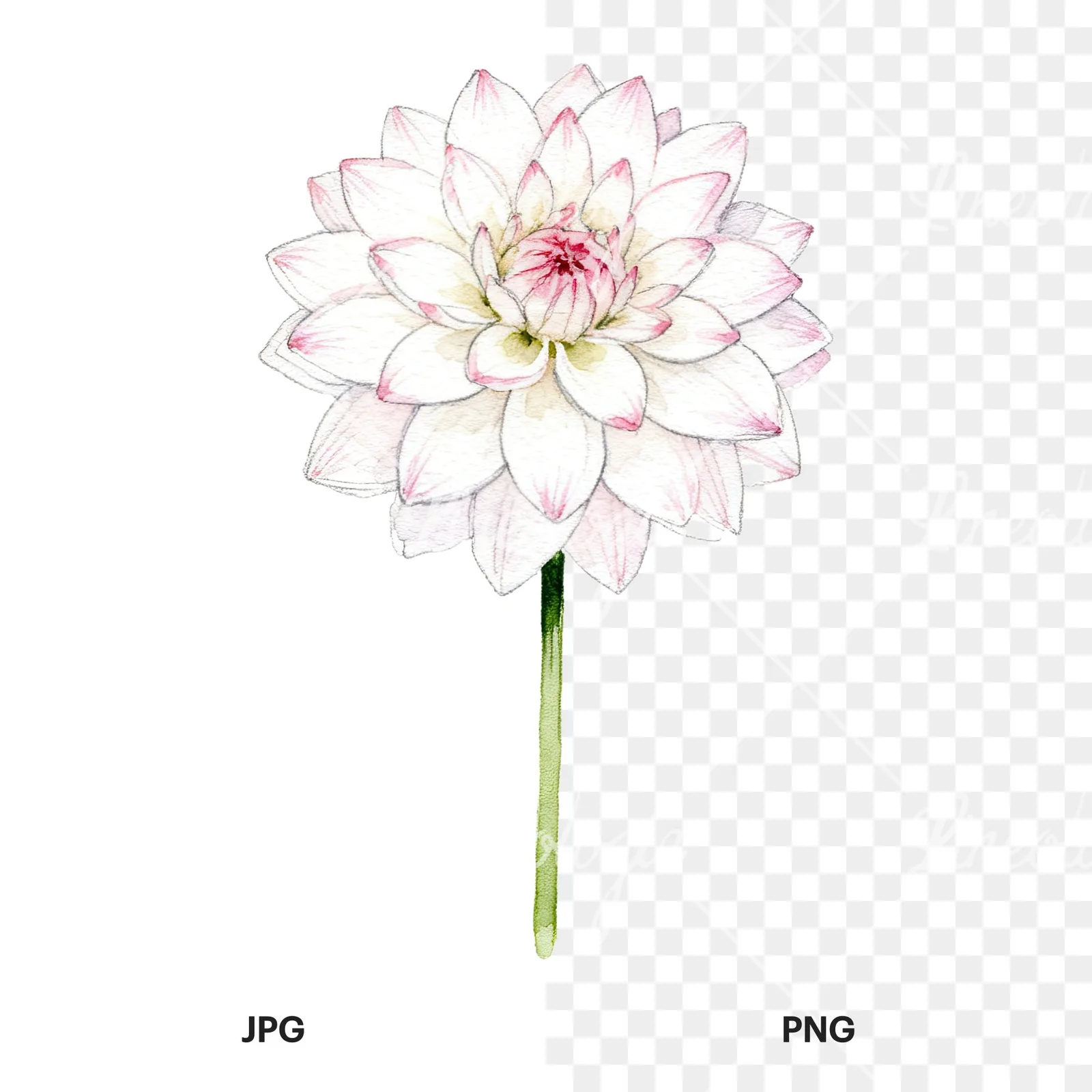 Watercolor pink white dahlia clipart 2 of 9, as a JPG on white and a transparent PNG
