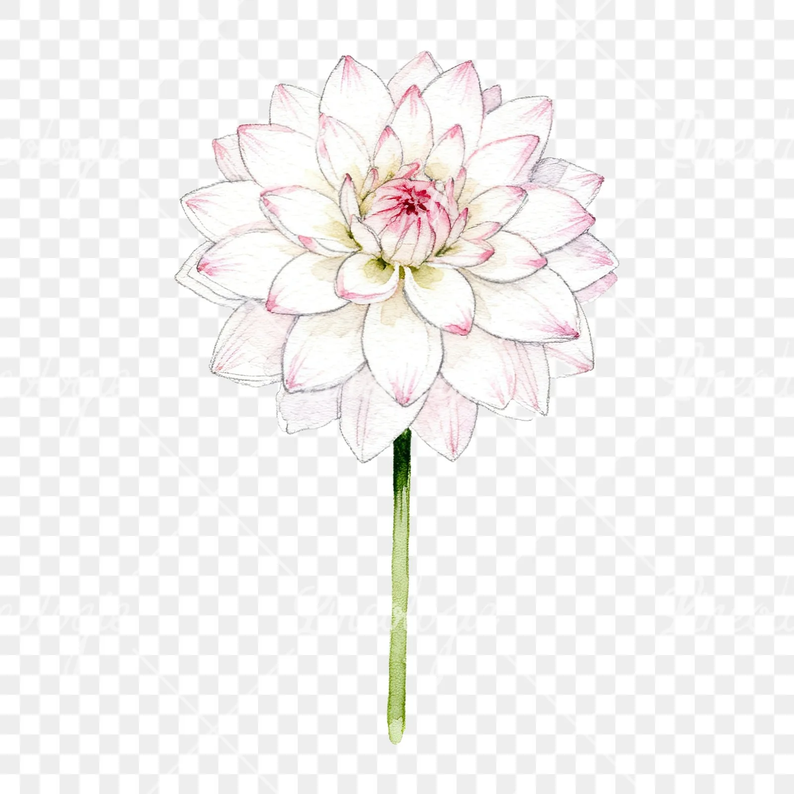 Watercolor pink white dahlia clipart 2 of 9 on a transparent background (PNG)