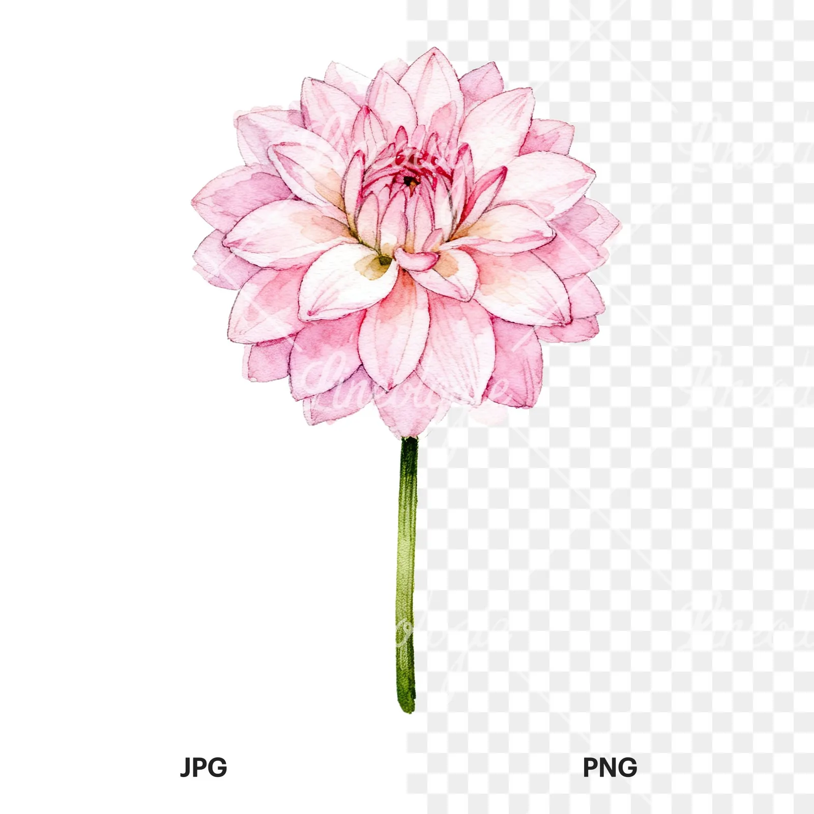 Watercolor pink white dahlia clipart 3 of 9, as a JPG on white and a transparent PNG