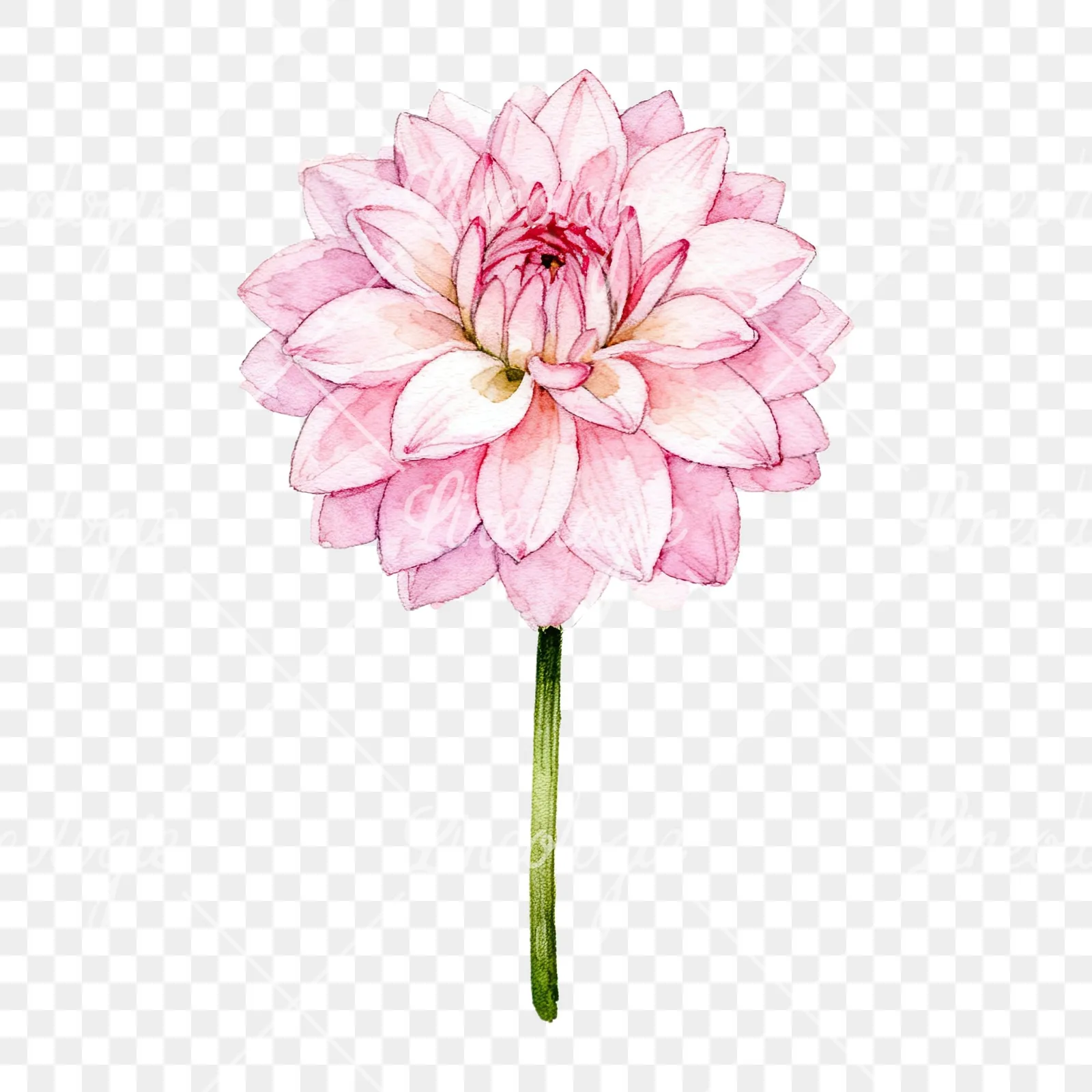 Watercolor pink white dahlia clipart 3 of 9 on a transparent background (PNG)