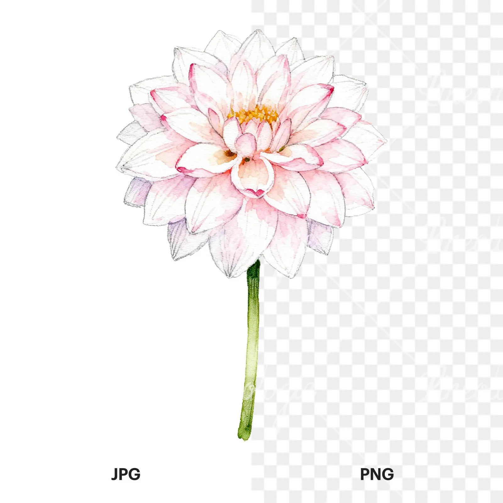 Watercolor pink white dahlia clipart 4 of 9, as a JPG on white and a transparent PNG