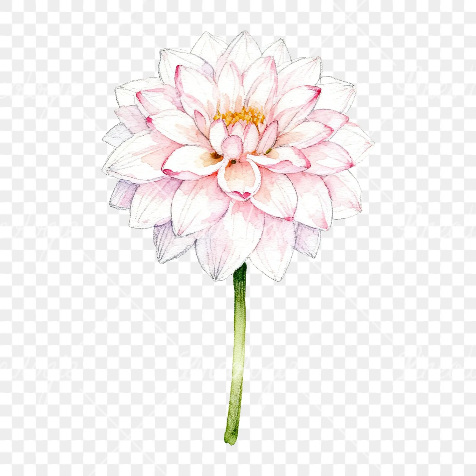 Watercolor pink white dahlia clipart 4 of 9 on a transparent background (PNG)