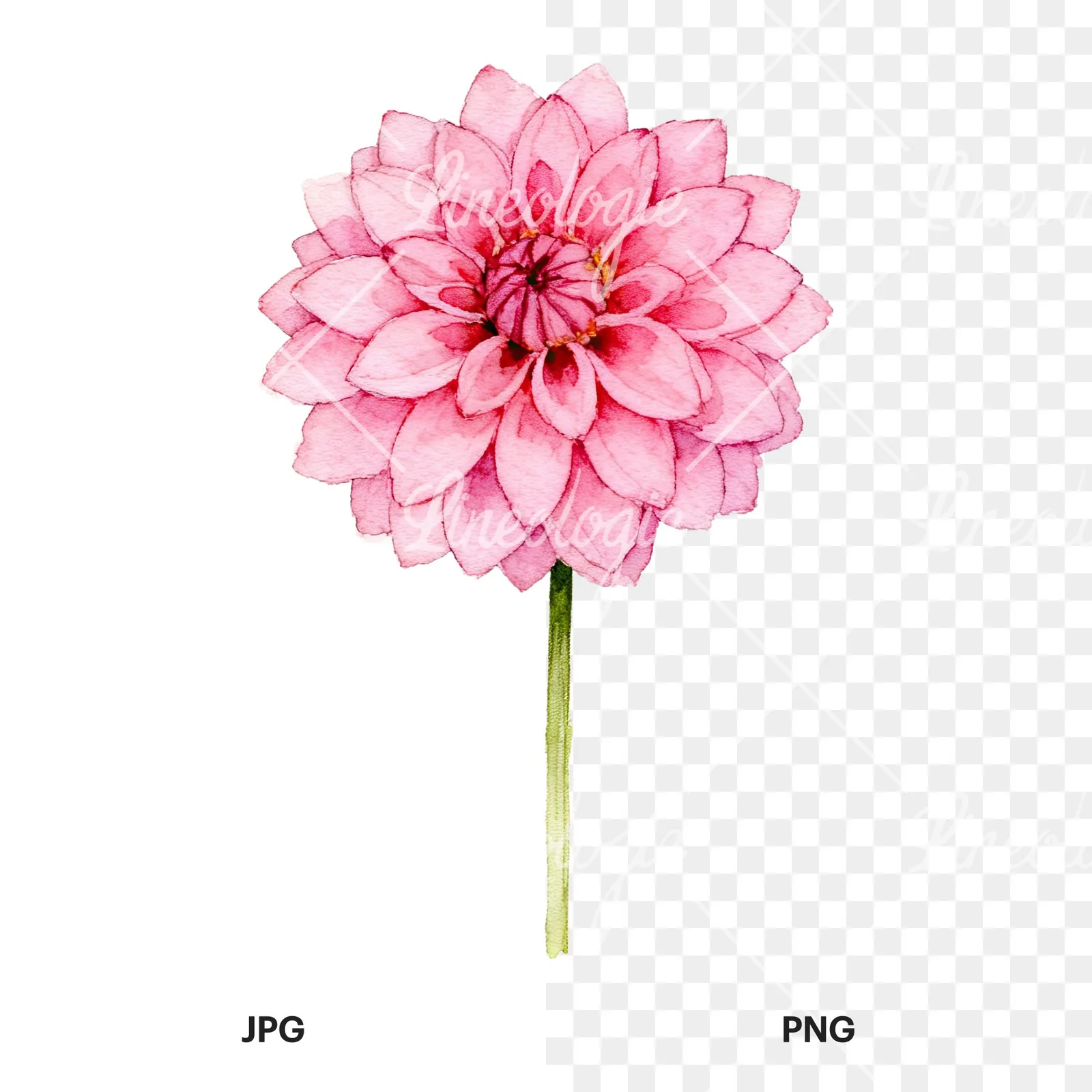 Watercolor pink white dahlia clipart 5 of 9, as a JPG on white and a transparent PNG