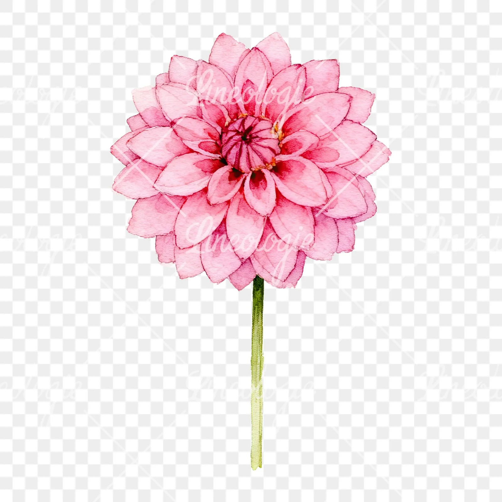 Watercolor pink white dahlia clipart 5 of 9 on a transparent background (PNG)