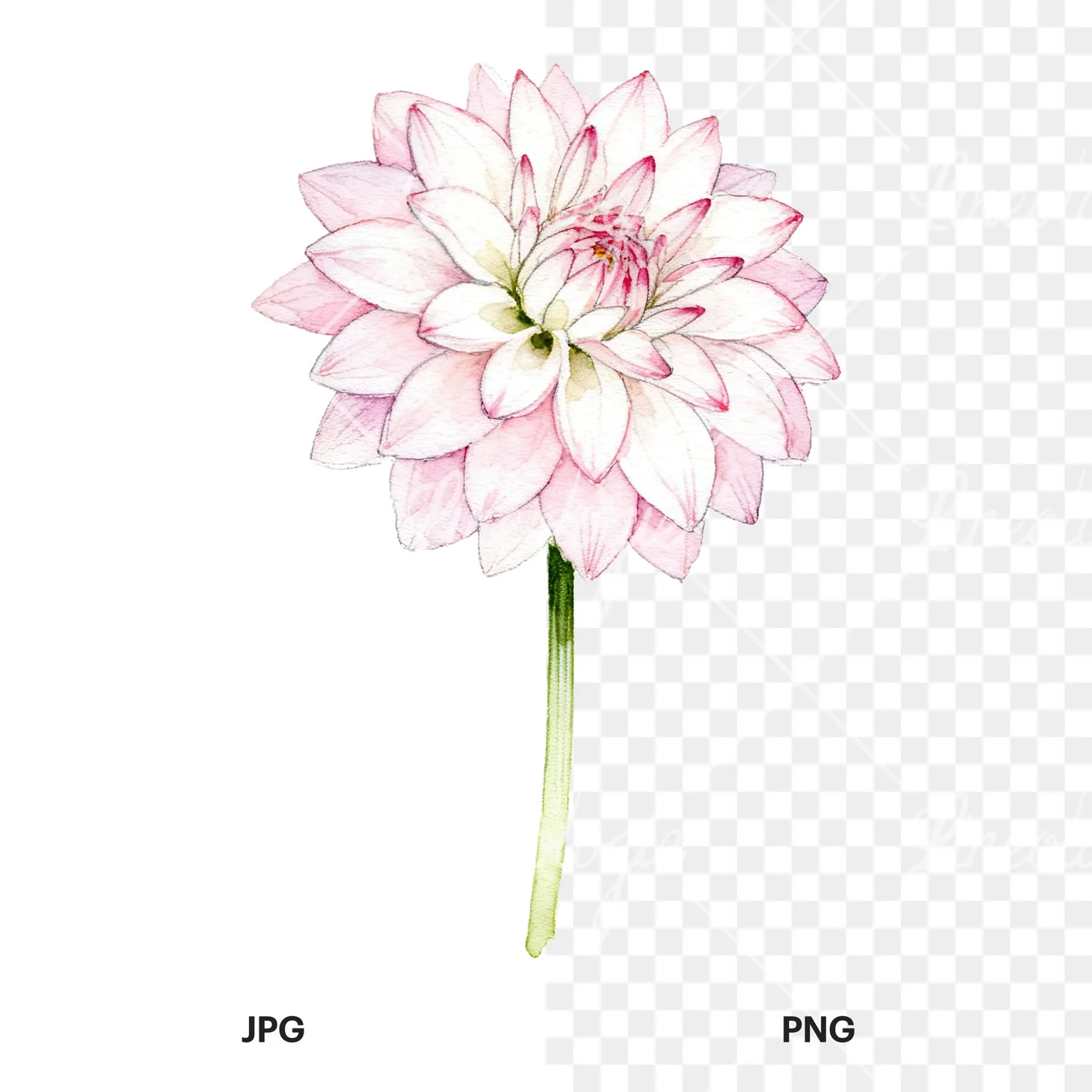 Watercolor pink white dahlia clipart 6 of 9, as a JPG on white and a transparent PNG