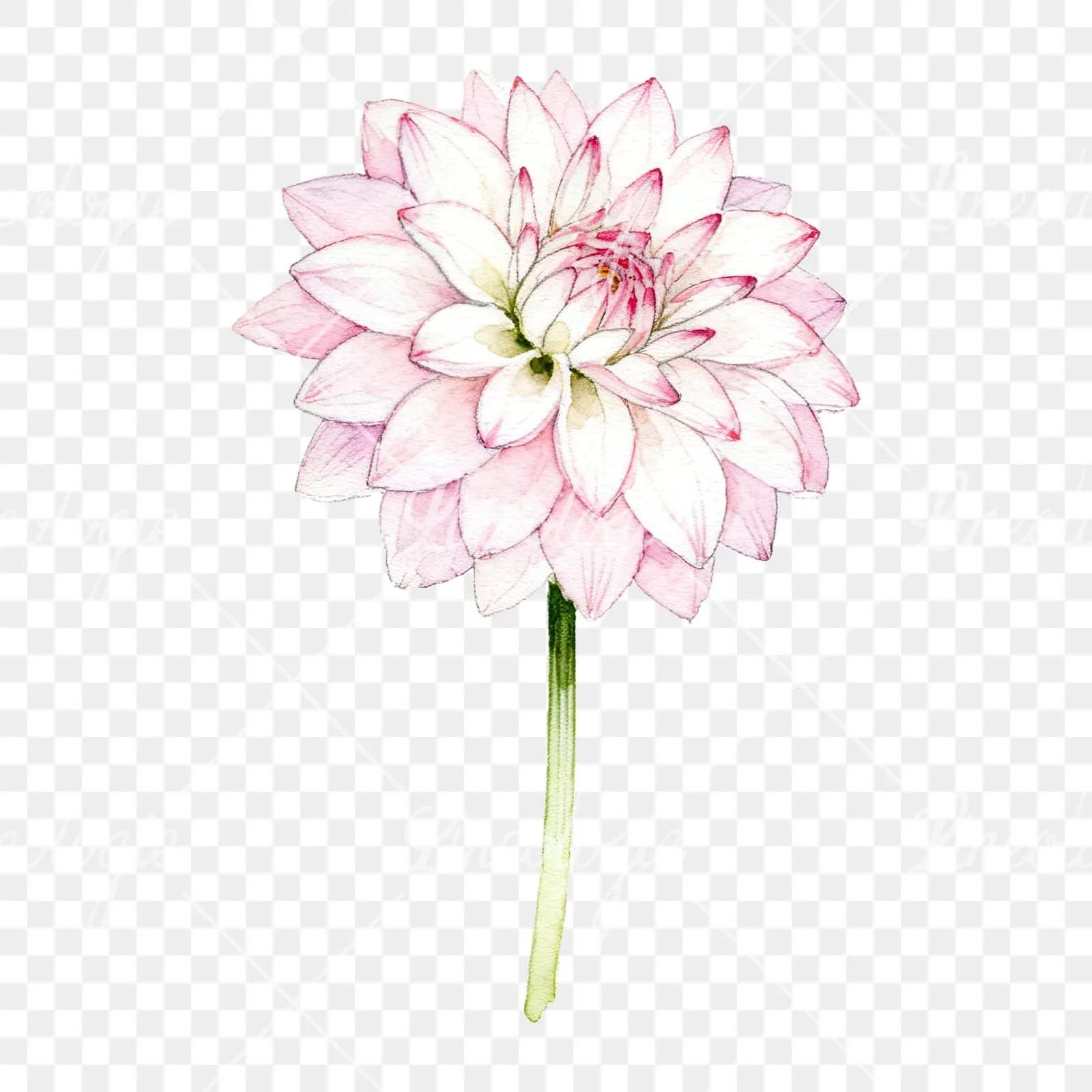 Watercolor pink white dahlia clipart 6 of 9 on a transparent background (PNG)