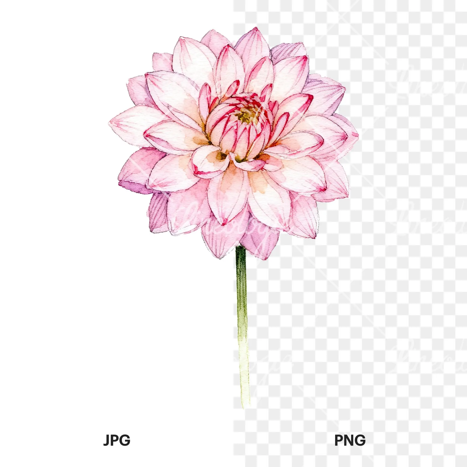 Watercolor pink white dahlia clipart 7 of 9, as a JPG on white and a transparent PNG