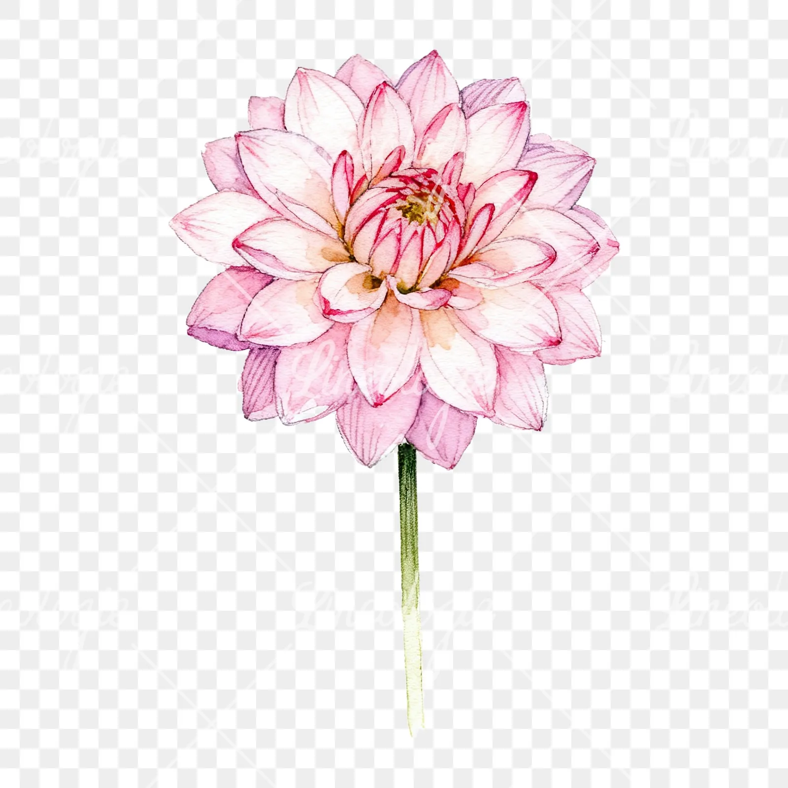 Watercolor pink white dahlia clipart 7 of 9 on a transparent background (PNG)