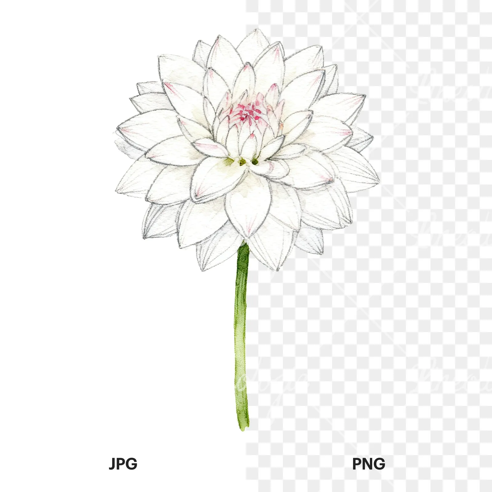 Watercolor pink white dahlia clipart 8 of 9, as a JPG on white and a transparent PNG