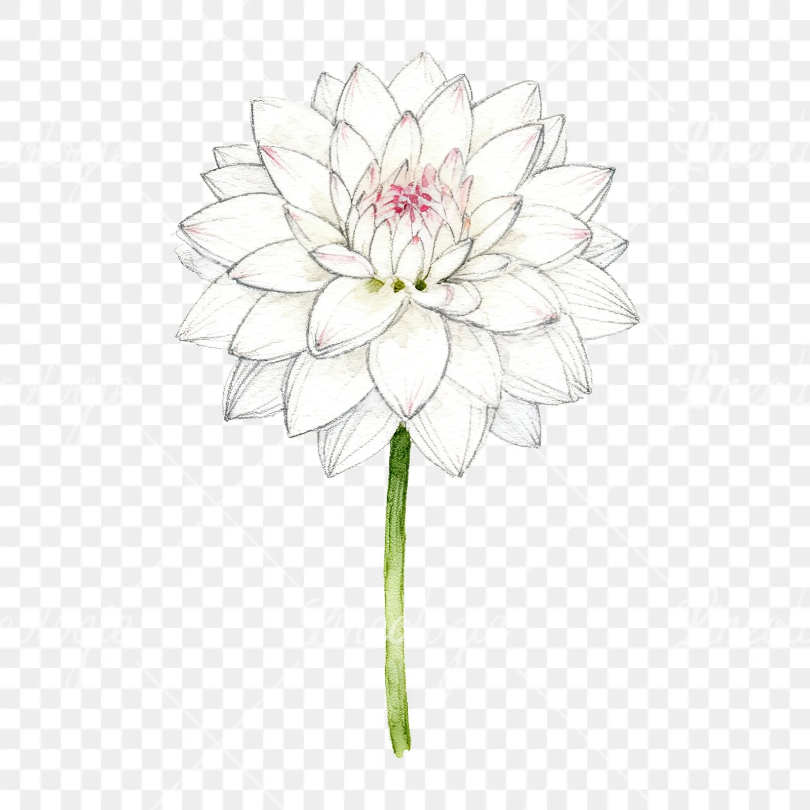 Watercolor pink white dahlia clipart 8 of 9 on a transparent background (PNG)