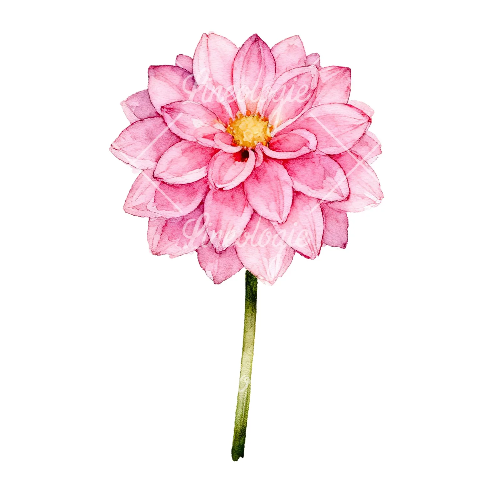 Watercolor pink white dahlia clipart 9 of 9 on a white background (JPG)