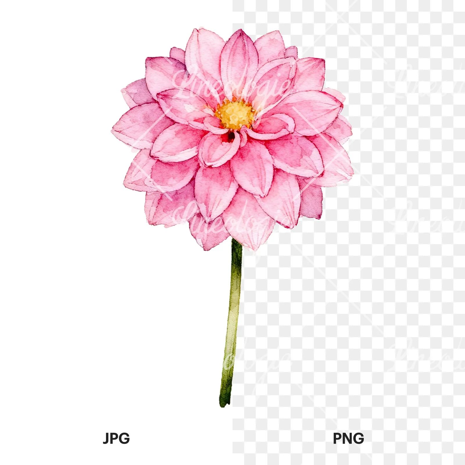 Watercolor pink white dahlia clipart 9 of 9, as a JPG on white and a transparent PNG
