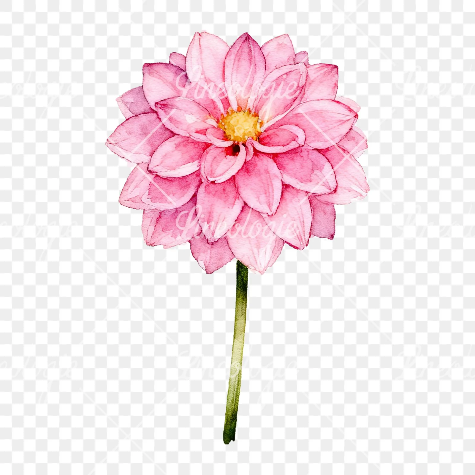 Watercolor pink white dahlia clipart 9 of 9 on a transparent background (PNG)