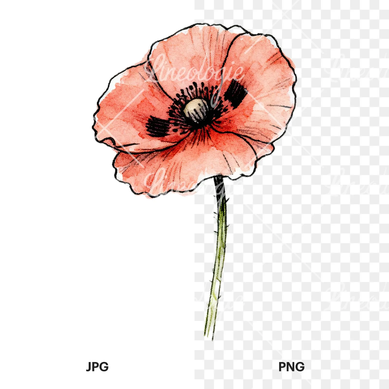 Watercolor pink and red poppy clipart 1 of 9, as a JPG on white and a transparent PNG