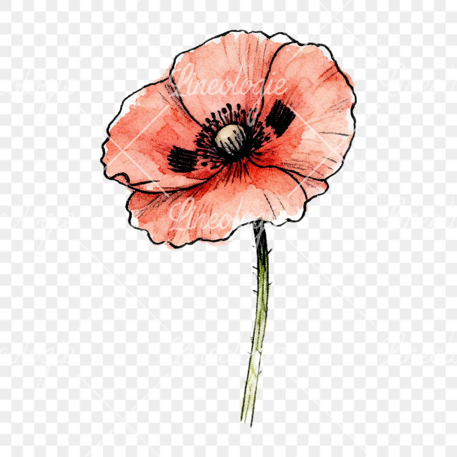 Watercolor pink and red poppy clipart 1 of 9 on a transparent background (PNG)
