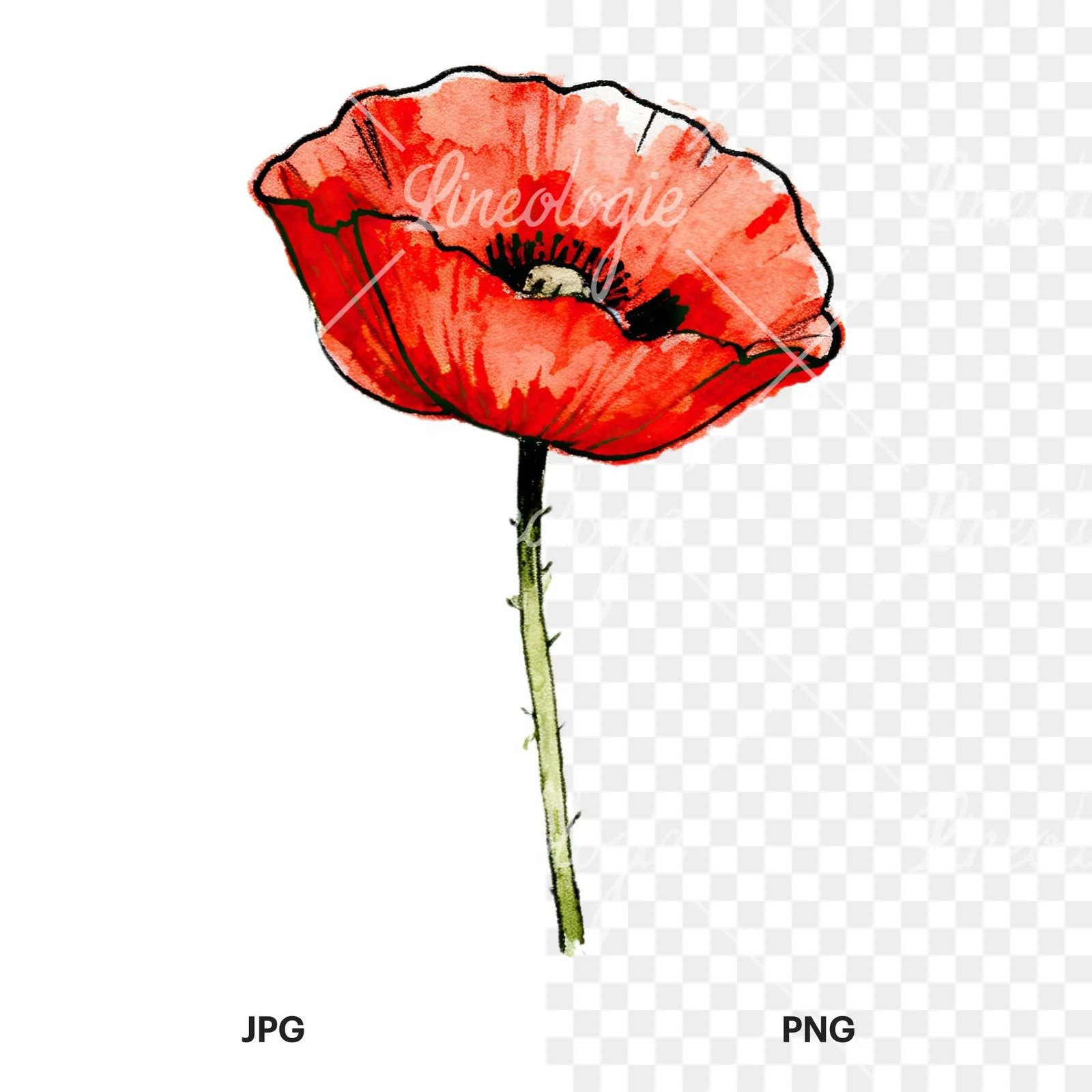 Watercolor pink and red poppy clipart 2 of 9, as a JPG on white and a transparent PNG