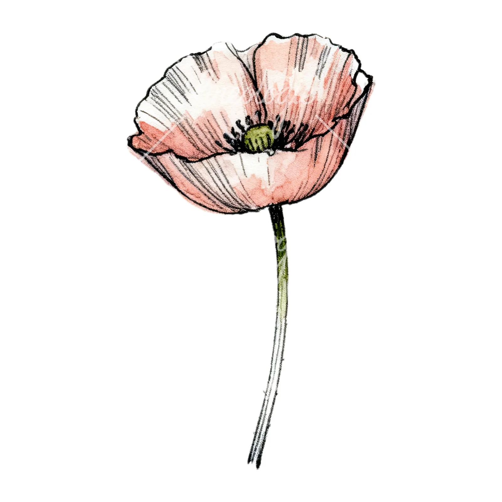 Watercolor pink and red poppy clipart 3 of 9 on a white background (JPG)