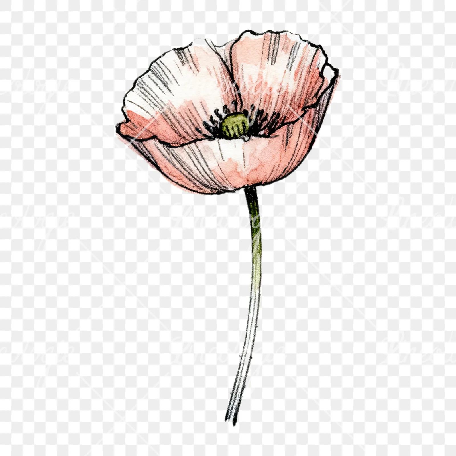 Watercolor pink and red poppy clipart 3 of 9 on a transparent background (PNG)