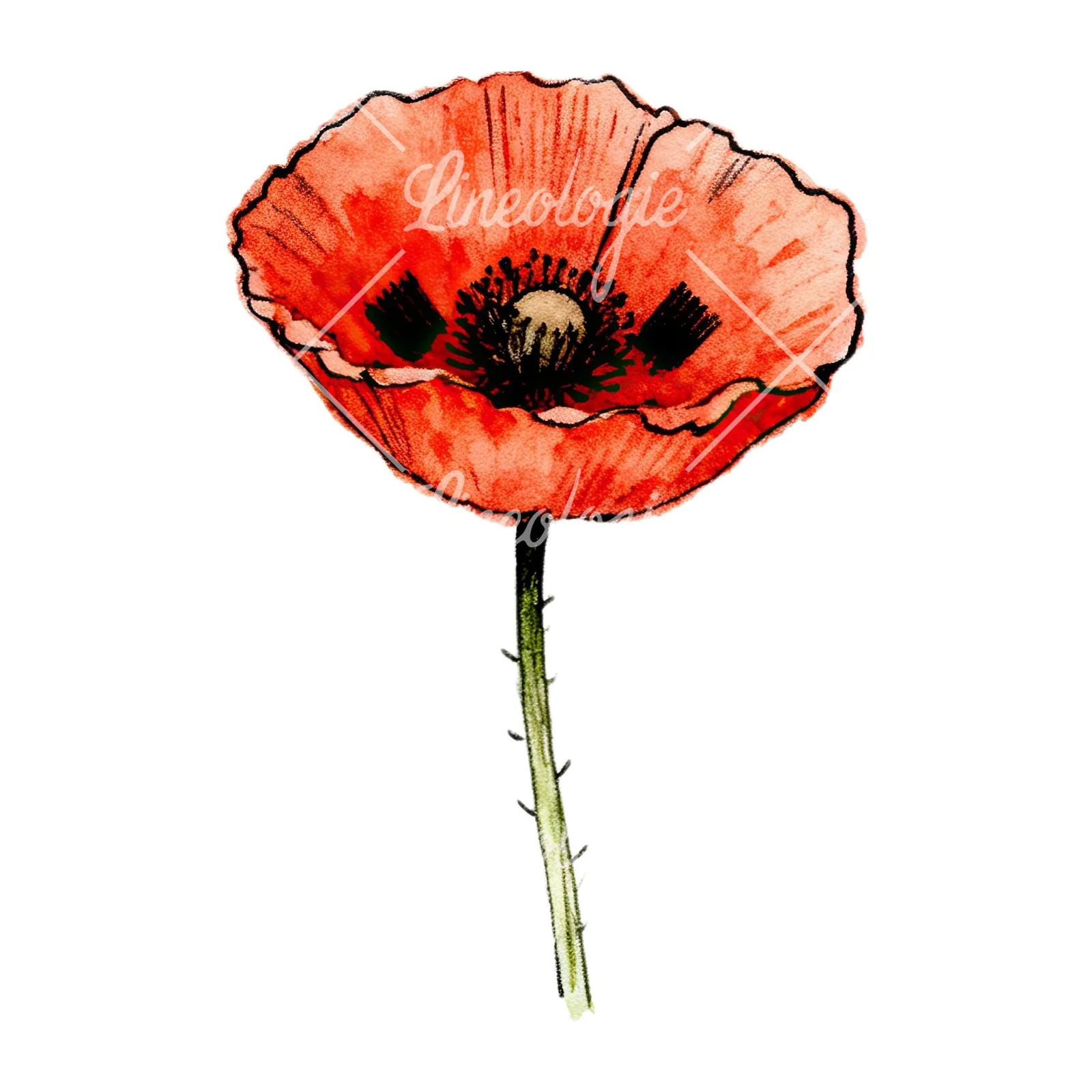 Watercolor pink and red poppy clipart 4 of 9 on a white background (JPG)