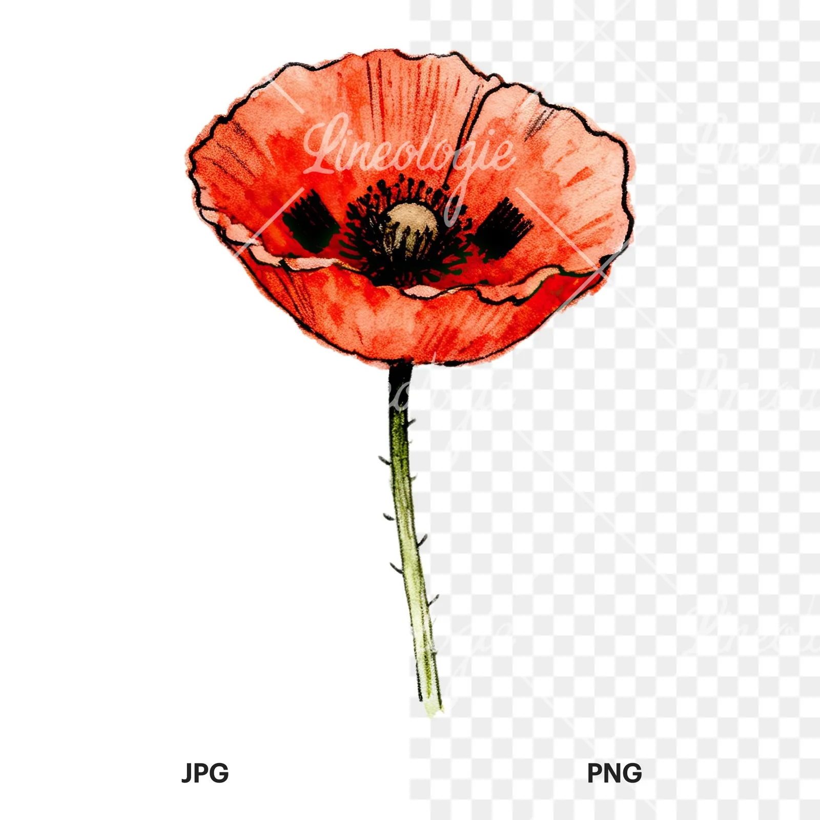 Watercolor pink and red poppy clipart 4 of 9, as a JPG on white and a transparent PNG