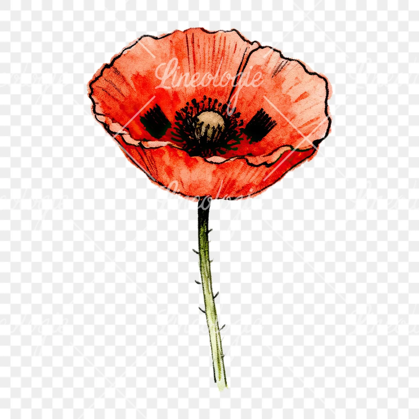 Watercolor pink and red poppy clipart 4 of 9 on a transparent background (PNG)