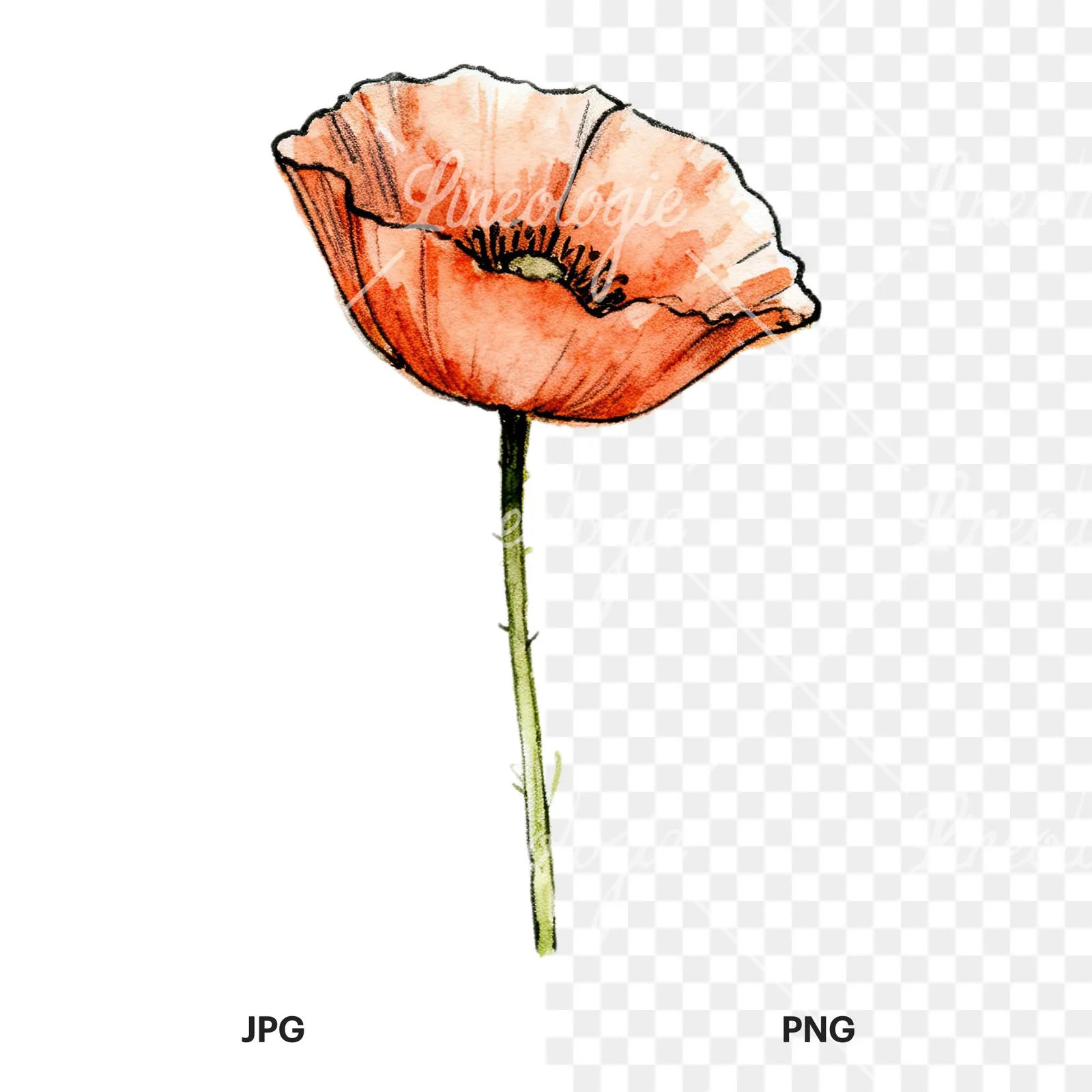 Watercolor pink and red poppy clipart 5 of 9, as a JPG on white and a transparent PNG