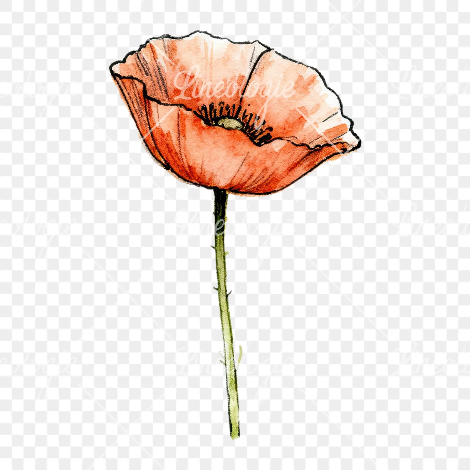 Watercolor pink and red poppy clipart 5 of 9 on a transparent background (PNG)