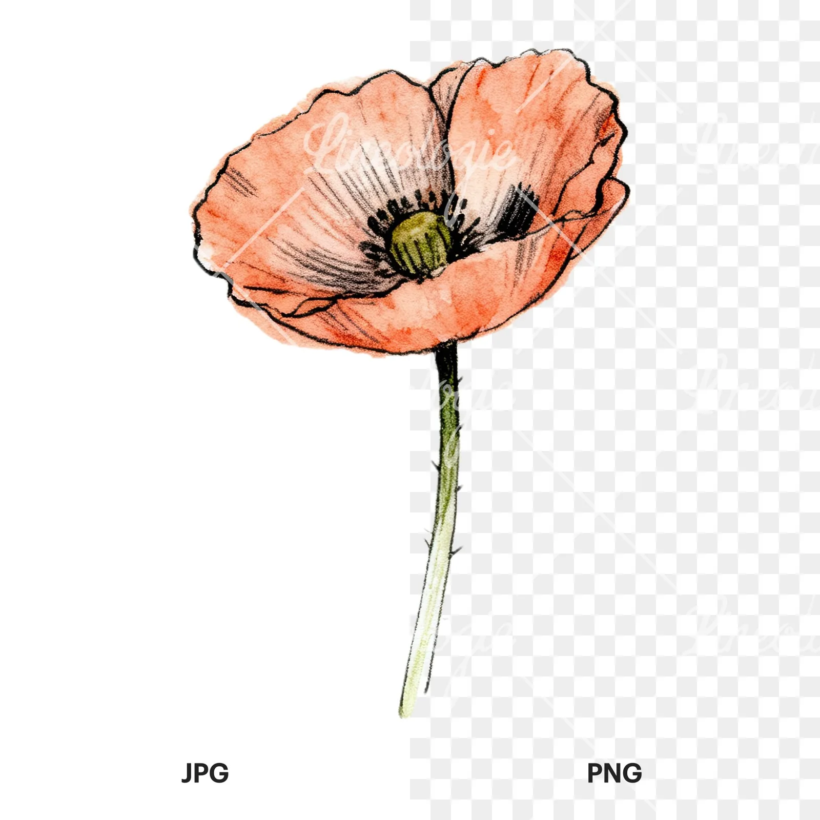 Watercolor pink and red poppy clipart 6 of 9, as a JPG on white and a transparent PNG
