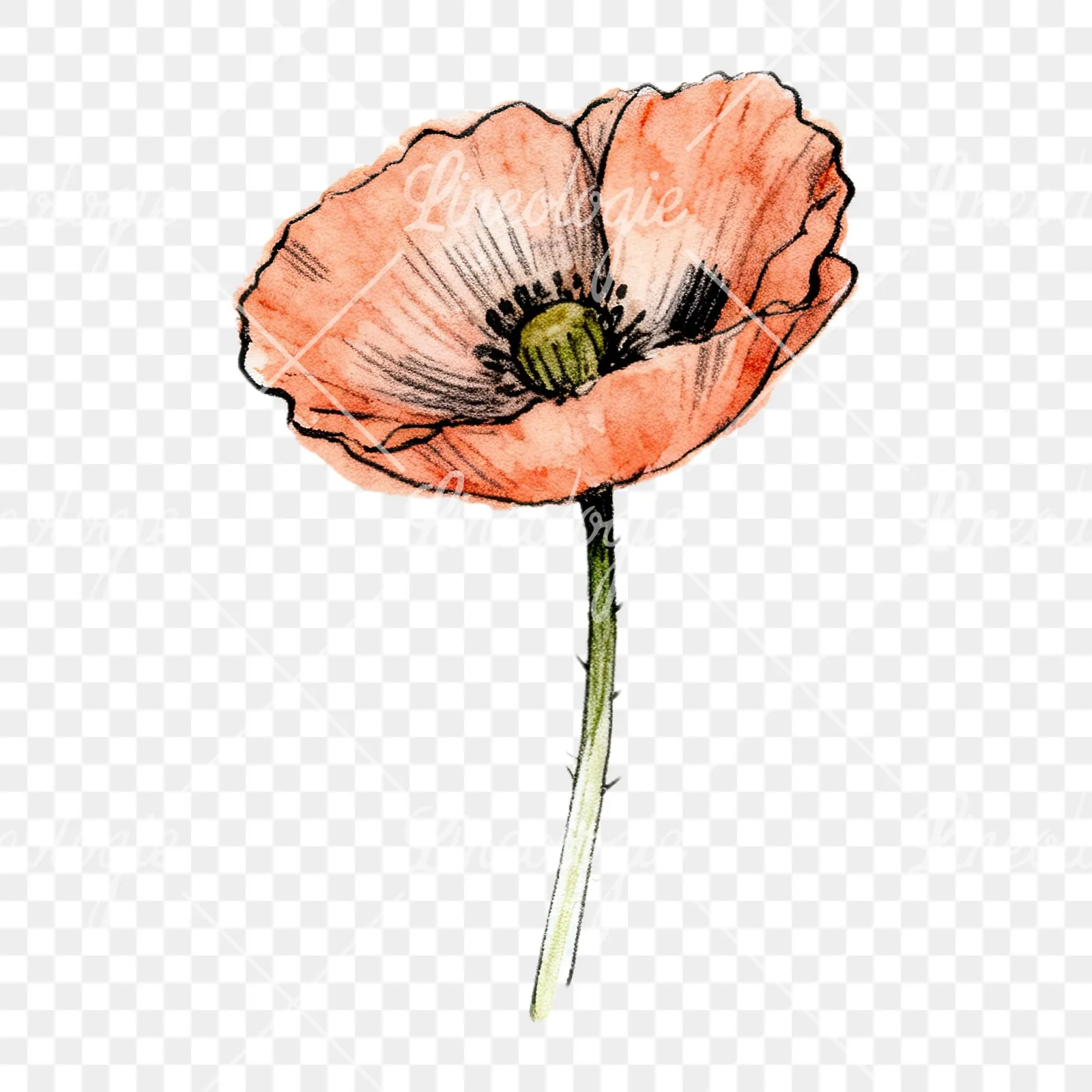 Watercolor pink and red poppy clipart 6 of 9 on a transparent background (PNG)