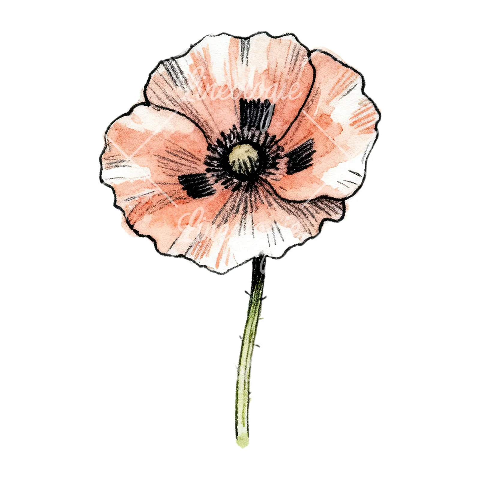 Watercolor pink and red poppy clipart 7 of 9 on a white background (JPG)