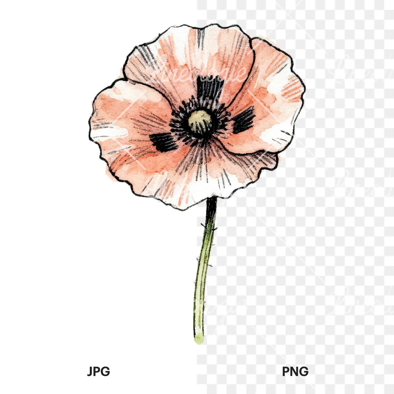 Watercolor pink and red poppy clipart 7 of 9, as a JPG on white and a transparent PNG