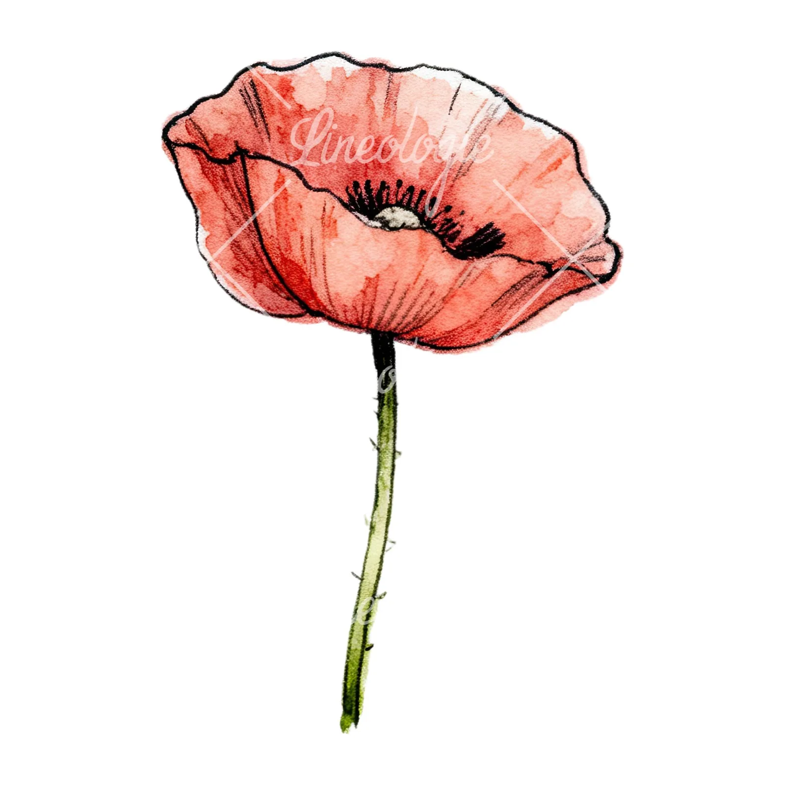 Watercolor pink and red poppy clipart 8 of 9 on a white background (JPG)