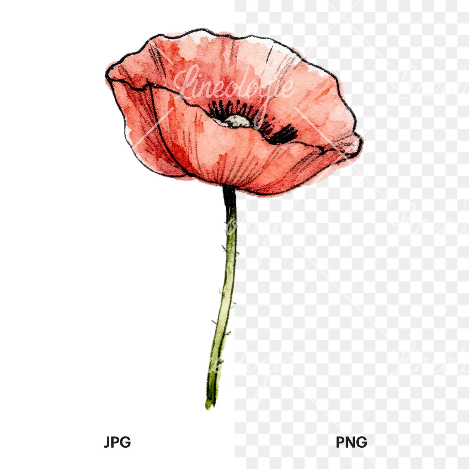 Watercolor pink and red poppy clipart 8 of 9, as a JPG on white and a transparent PNG