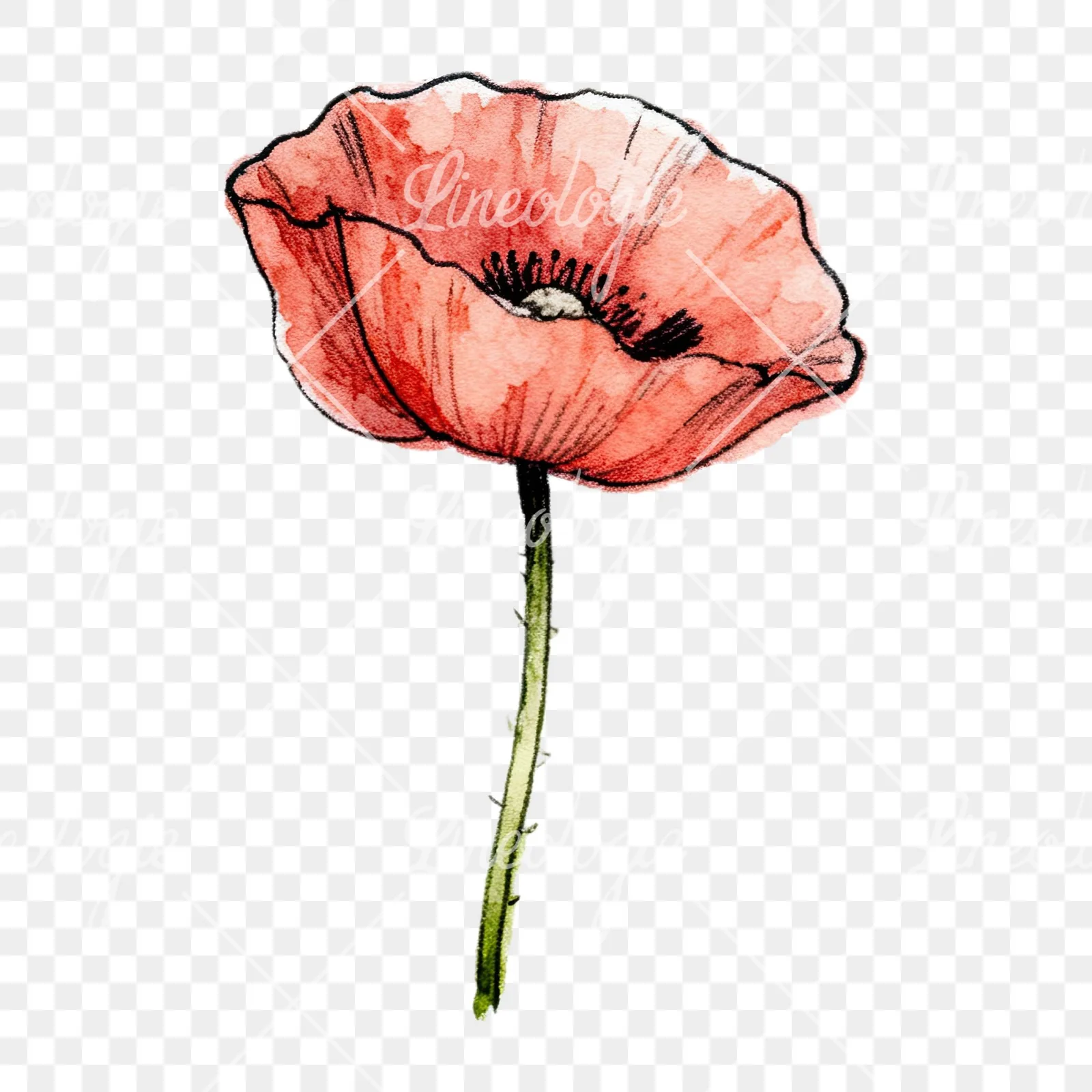 Watercolor pink and red poppy clipart 8 of 9 on a transparent background (PNG)