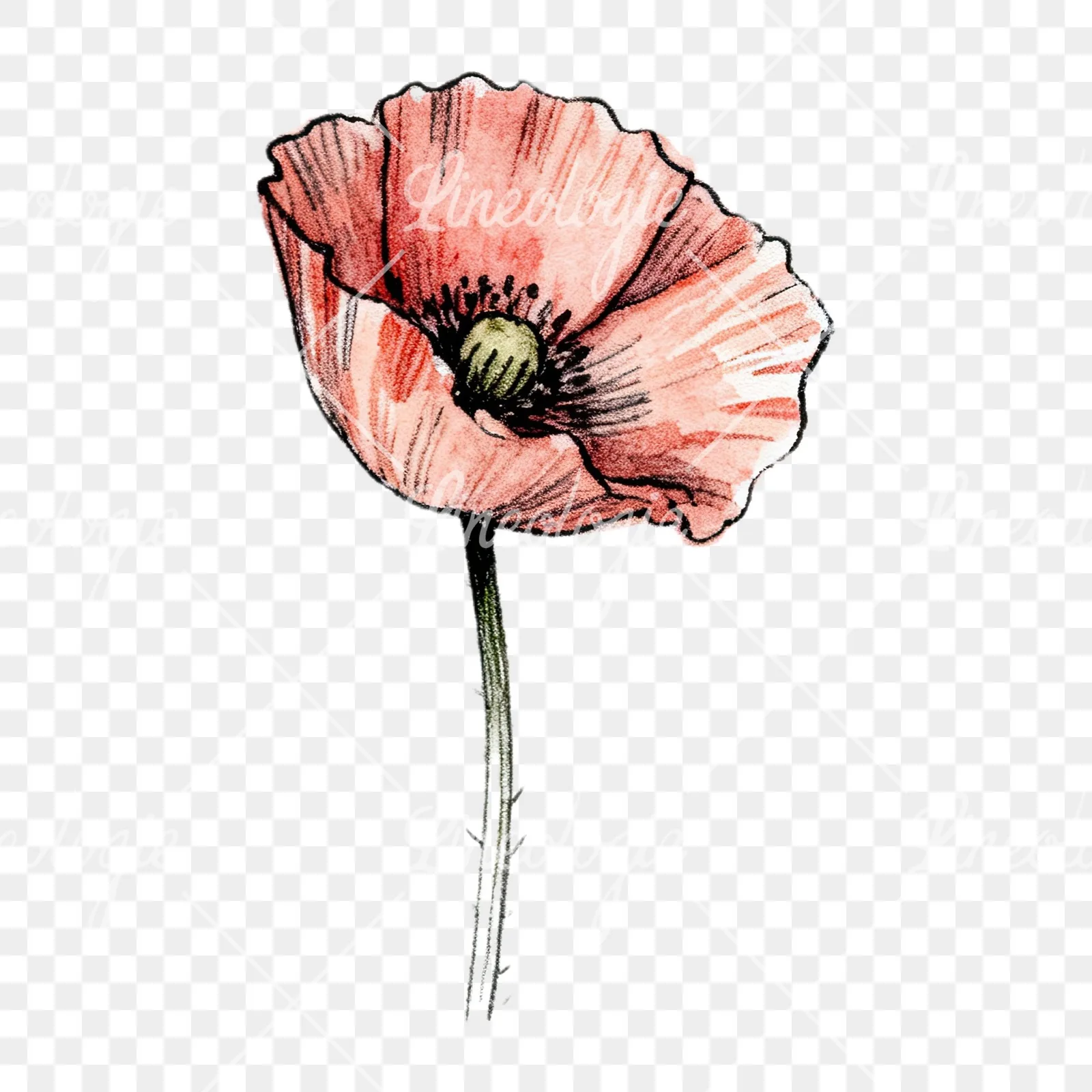 Watercolor pink and red poppy clipart 9 of 9 on a transparent background (PNG)