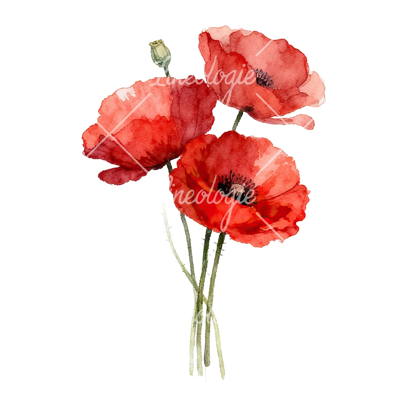Watercolor poppy bouquet with singular blooms clipart 1 of 9 on a white background (JPG)