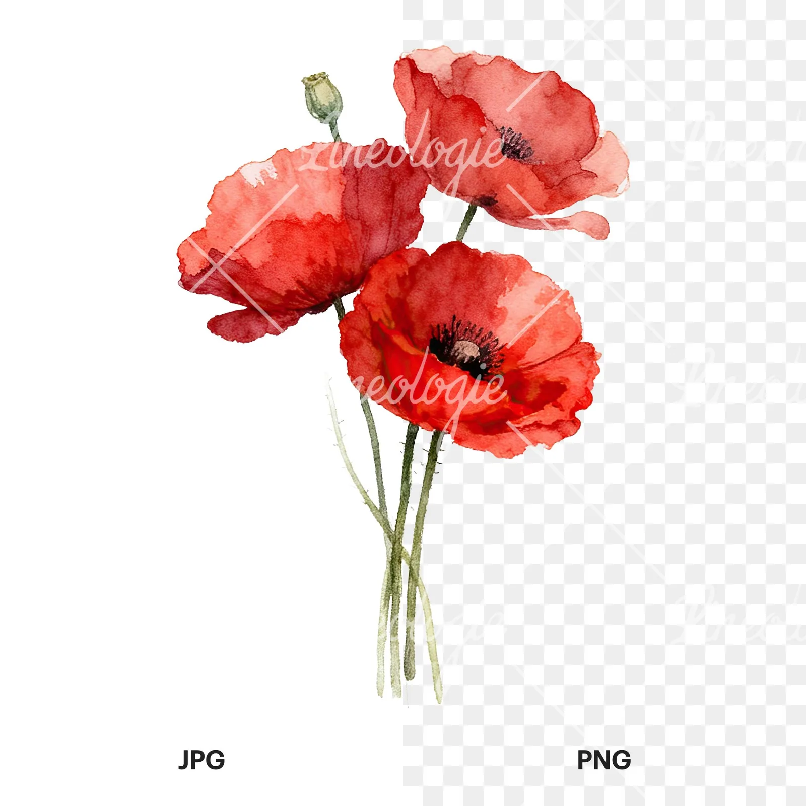 Watercolor poppy bouquet with singular blooms clipart 1 of 9, as a JPG on white and a transparent PNG