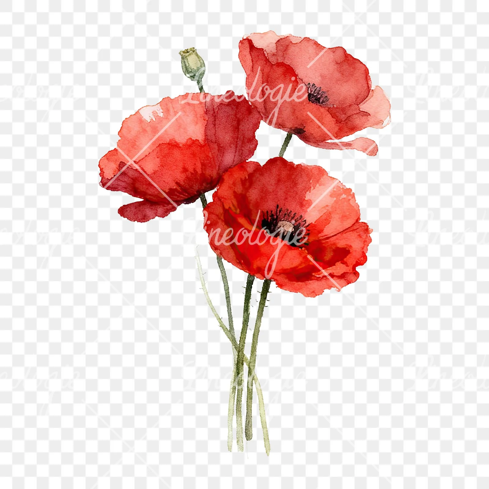 Watercolor poppy bouquet with singular blooms clipart 1 of 9 on a transparent background (PNG)